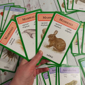 Gra Animal Families - grupy zwierząt ssaki, ptaki itd.