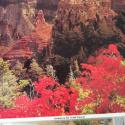 Dwustronna fotografia/mata Autumn in the Grand Canyon + roślinność i zwierzęta