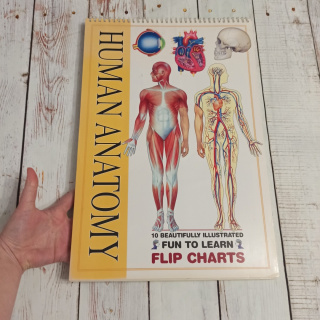 THE HUMAN Anatomy Flipcharts XL plakaty - CLIL, dwujęzyczność (tylko wysyłka InPost)