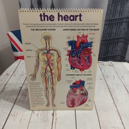 THE HUMAN Anatomy Flipcharts XL plakaty - CLIL, dwujęzyczność (tylko wysyłka InPost)