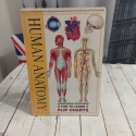 THE HUMAN Anatomy Flipcharts XL plakaty - CLIL, dwujęzyczność (tylko wysyłka InPost)