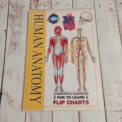 THE HUMAN Anatomy Flipcharts XL plakaty - CLIL, dwujęzyczność (tylko wysyłka InPost)