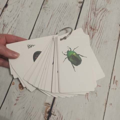 Minimal Pairs - karty z obrazkami i krótkimi nazwami, rymowanki- na kółku