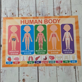Plansza edukacyjna, plakat Human Body 43x28 cm