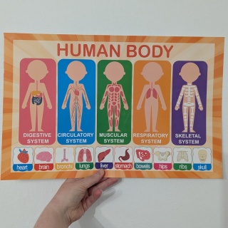 Plansza edukacyjna, plakat Human Body 43x28 cm
