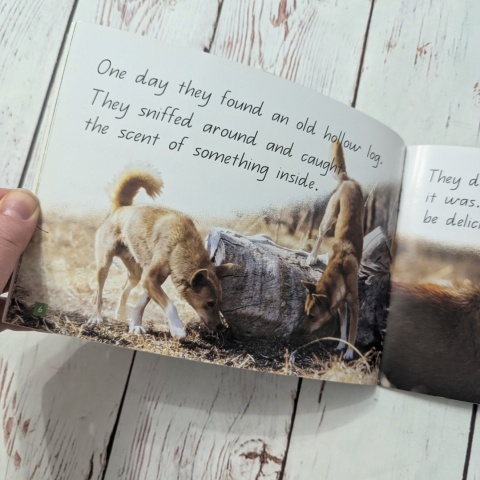 Książka Dingo's Dash - CLIL - po angielsku UŻYWANA