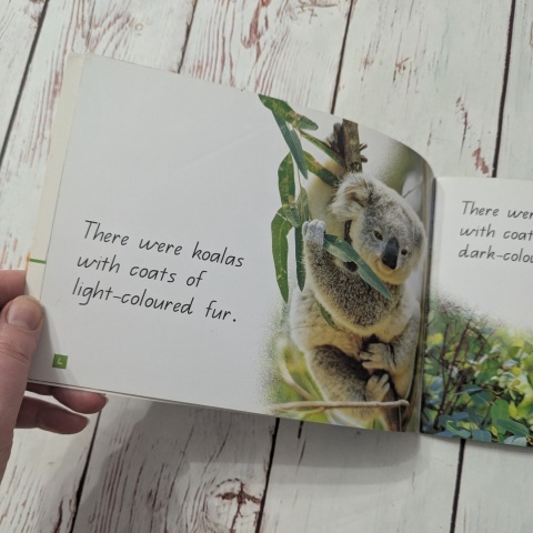 Książka Koala's Big Day - CLIL - po angielsku UŻYWANA